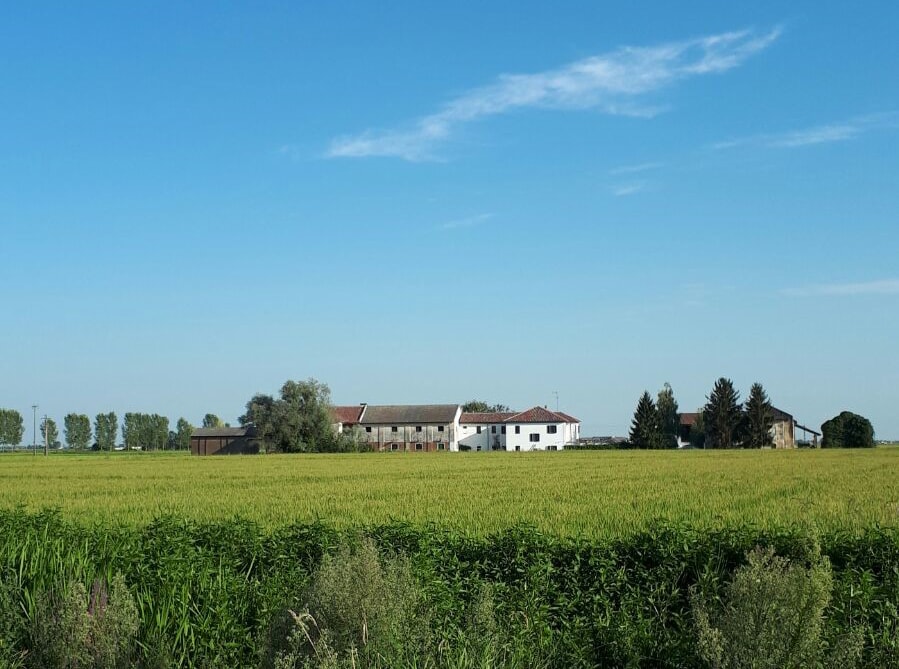 campi di riso biologico e cascina Motta 