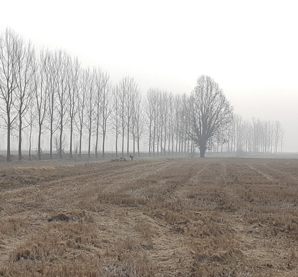 pacciamatura sui campi di riso