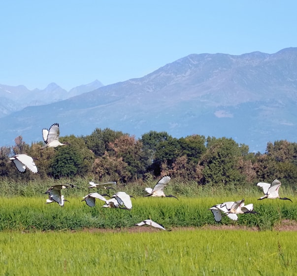 volo di cicogne sui campi di riso